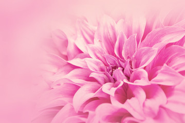 Close-up floral pink Dahlia flower soft color style for background and wallpaper