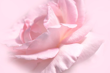 Close-up floral pink rose flower soft color style for background and wallpaper