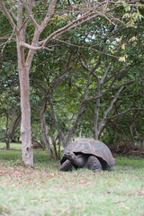 Naklejka premium ゾウガメ