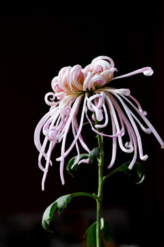 Pink chrysanthemum against dark background