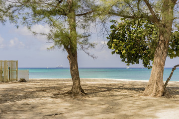 Fototapeta na wymiar two trees on a tropical beach with a view through the trunks to a calm blue ocean conceptual of a summer vacation