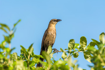 A male mocking bird singing on a twig of green tree against blue sky