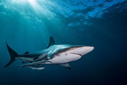 Underwater view of shark