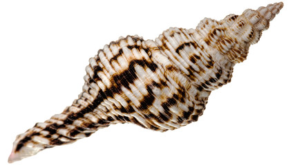 Sea shell isolated