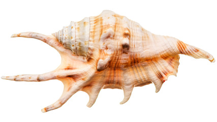 Sea shell isolated