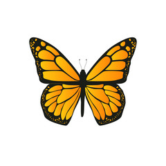 The butterfly with orange wings