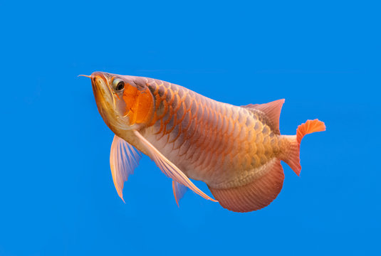 Golden arowana swims in a fish tank.