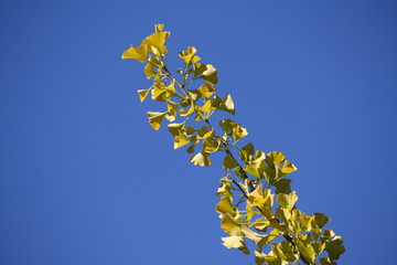 Ginko im Herbst 3