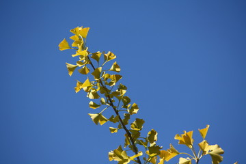 Ginko im Herbst 2