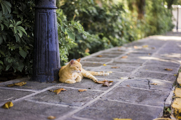 Ginger cat relaxing on an urban sidewalk lying contentedly at the food of an old wrought iron lamppost