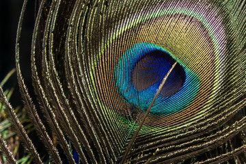 Obraz premium pattern on peacock's feather