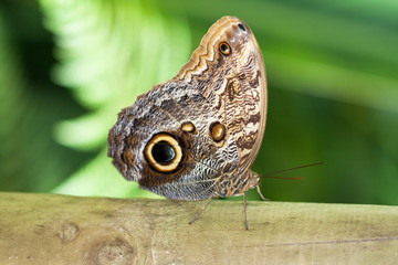 Fototapeta premium Papillon Morpho, Caligo martia,sur une feuille