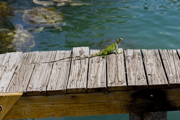 Green lizard on a wooden jetty above a marine pool with swimming turtles basking in the sunshine