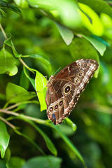 Papillon Morpho, Caligo martia,sur une feuille