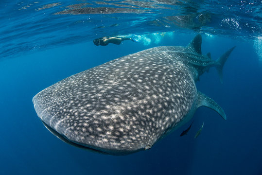 Woman swimming next to whale shark 
