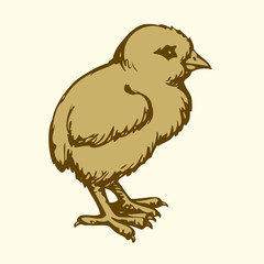 Chick. Vector drawing