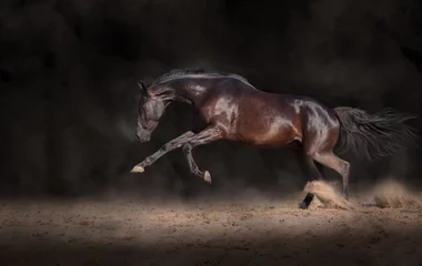 Foto auf Acrylglas Ausdrucksvoller Sprung des schwarzen Pferdes auf einem schwarzen Hintergrund mit dem Staub © ashva