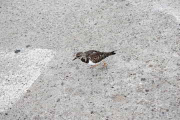 Ruddy Turnstone (Arenaria interpres) in winter plumage standing