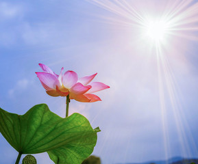 Obraz na płótnie Canvas beautiful pink lotus flower blooming