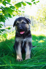 puppy breed German Shepherd