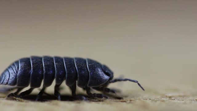 Tatuzinho-de-jardim. (Oniscidea)