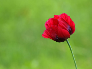 Obraz premium red poppy