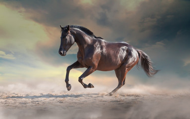 Fototapeta na wymiar Black horse galloping on the sand on the dramatic sky background with the dust