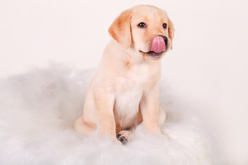 Close-up of a Labrador Retriever Puppy licking his lips, 2 months old