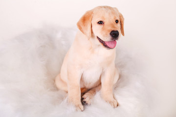 Golden retriever puppy portrai on white background