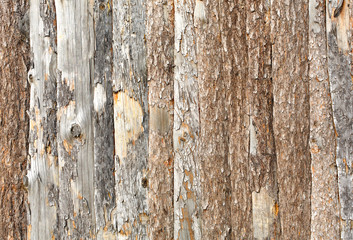 Natural tree bark plank texture background
