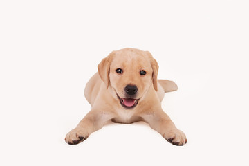 Beautiful Labrador retriever puppy isolated on white background