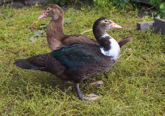 ducks on a farm