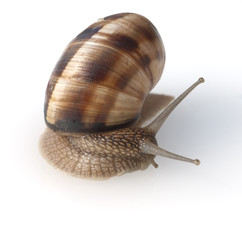 Weinbergschnecke, Helix, pomatia