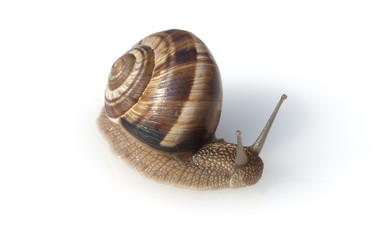 Weinbergschnecke, Helix, pomatia