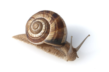 Weinbergschnecke, Helix, pomatia