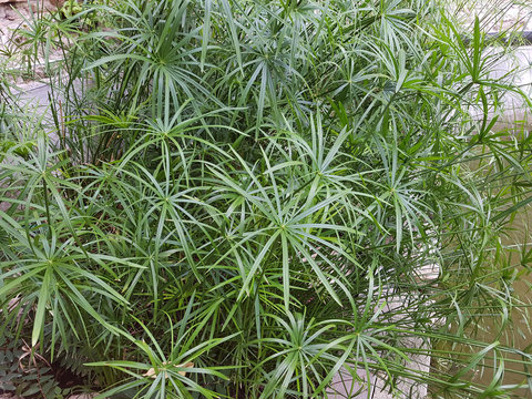 Zypergras, Cyperus, alternifolius, Wasserpflanze