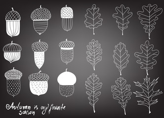 Collection of various acorns and leaves