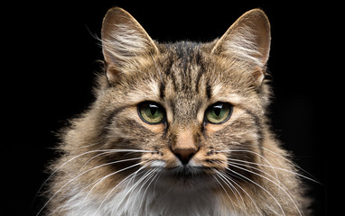 ginger cat ready to attack on black background