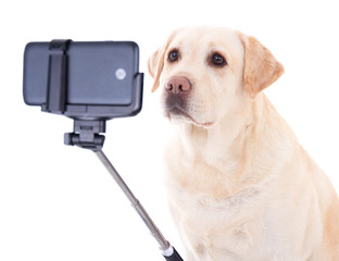 beautiful dog (golden retriever) taking selfie photo isolated on