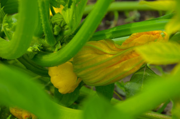 Squash blossom. Star shape. Edible yellow-orange flowers