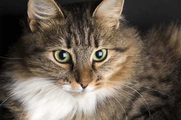 cat lying and looking up on a black background