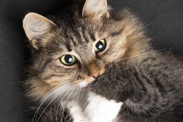 cat lying and looking up on a black background
