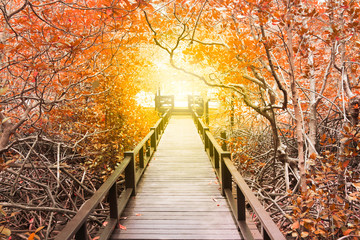 Fototapeta na wymiar The wooden bridge among beautiful orange trees to the sun light 