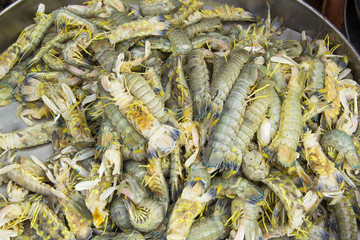 mantis shrimp in seafood market