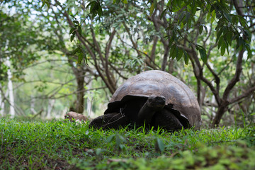 Fototapeta premium ゾウガメ