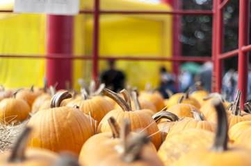 Pumpkins at local celebration