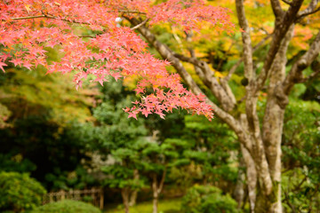滋賀　石山寺の紅葉
