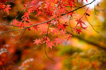 滋賀　石山寺の紅葉