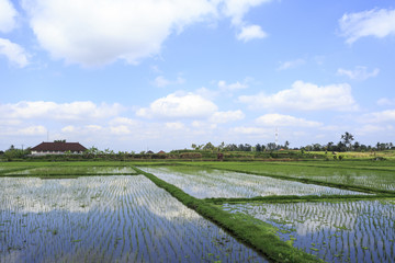 Rice fields in a valley at morning light. Bali island