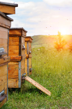 Hives of bees in the apiary